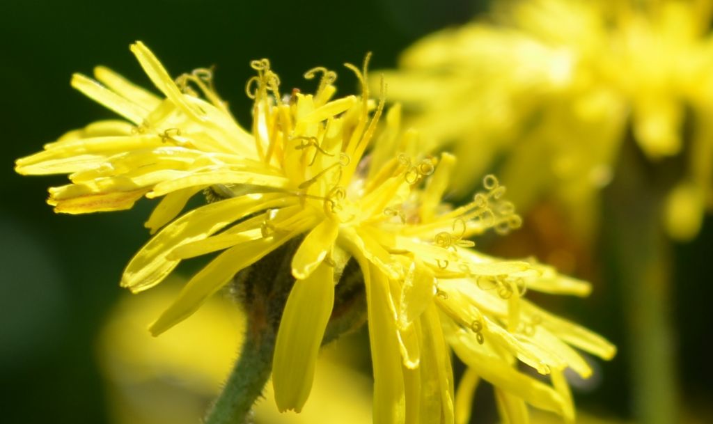 Da determinare - Crepis sp.